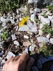 Crepis pygmaea