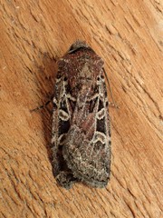 Euxoa divergens