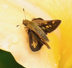 Polites peckius