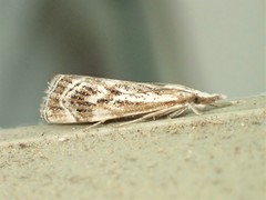 Catoptria oregonicus
