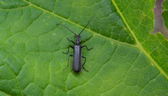 Dichelotarsus piniphilus