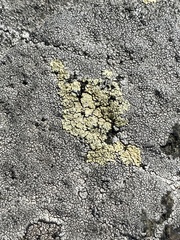 Rhizoplaca subdiscrepans