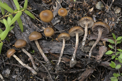 Deconica novae-zelandiae