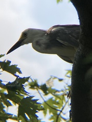 Egretta caerulea × thula