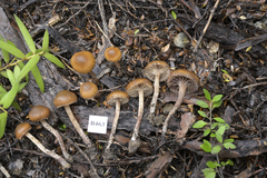 Deconica novae-zelandiae