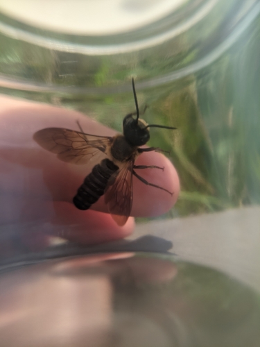Sculptured Resin Bee