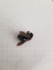 Xylocopa californica californica