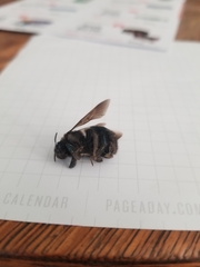 Xylocopa californica californica