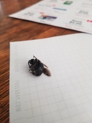 Xylocopa californica californica