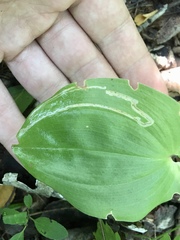 Liriomyza smilacinae