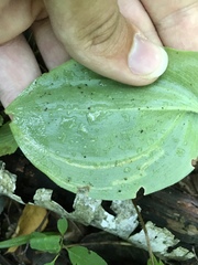 Liriomyza smilacinae