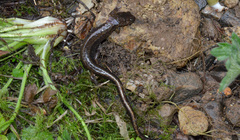 Plethodon dunni