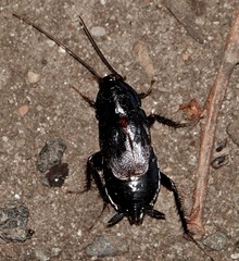 Periplaneta japonica