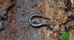Plethodon dunni