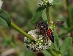 Coelioxys slossoni slossoni