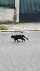 Felis catus