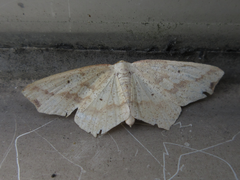 Pareclipsis gracilis