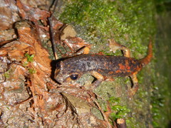 Speleomantes italicus