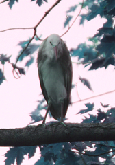 Egretta caerulea × thula