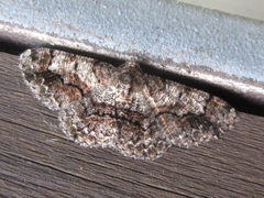 Satoblephara parvularia