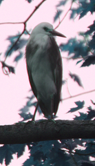 Egretta caerulea × thula