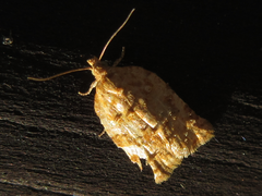 Acleris affinatana