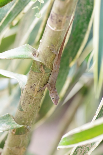Border Anole, Anolis limifrons