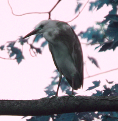 Egretta caerulea × thula