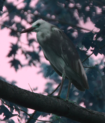 Egretta caerulea × thula