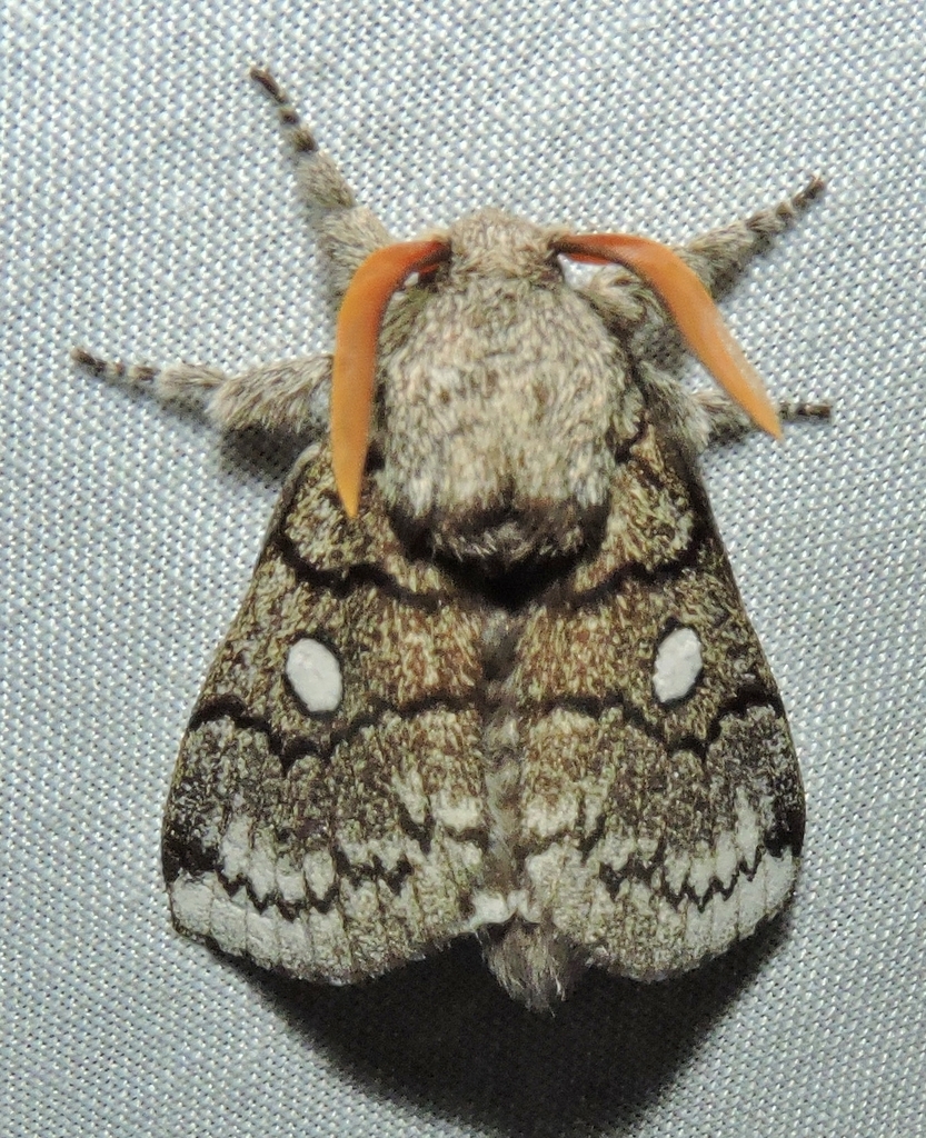 Porela euthyerges