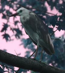 Egretta caerulea × thula