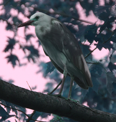 Egretta caerulea × thula