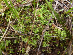 Bartramia nothostricta