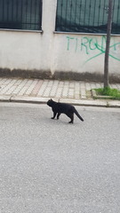 Felis catus