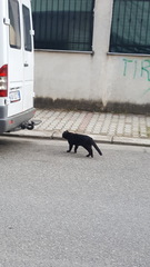 Felis catus