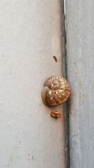 Helicidae