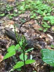 Botrychium angustisegmentum