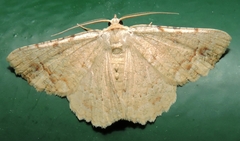 Aeolochroma quadrilinea