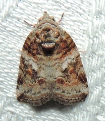 Garella vallata