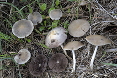 Psathyrella fatua