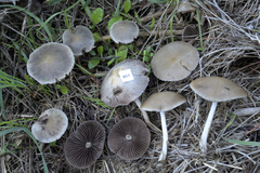 Psathyrella fatua