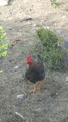 Gallus gallus domesticus