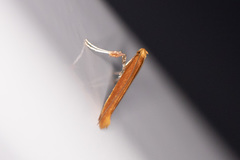 Caloptilia invariabilis