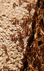 Myrmicinae