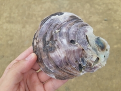 Striostrea prismatica