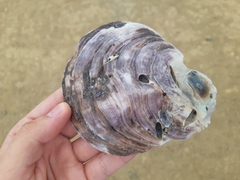 Striostrea prismatica