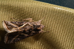 Autographa flagellum