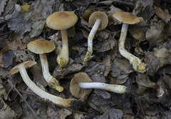 Cortinarius orixanthus