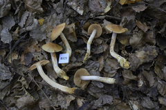 Cortinarius orixanthus