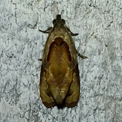 Zomaria interruptolineana